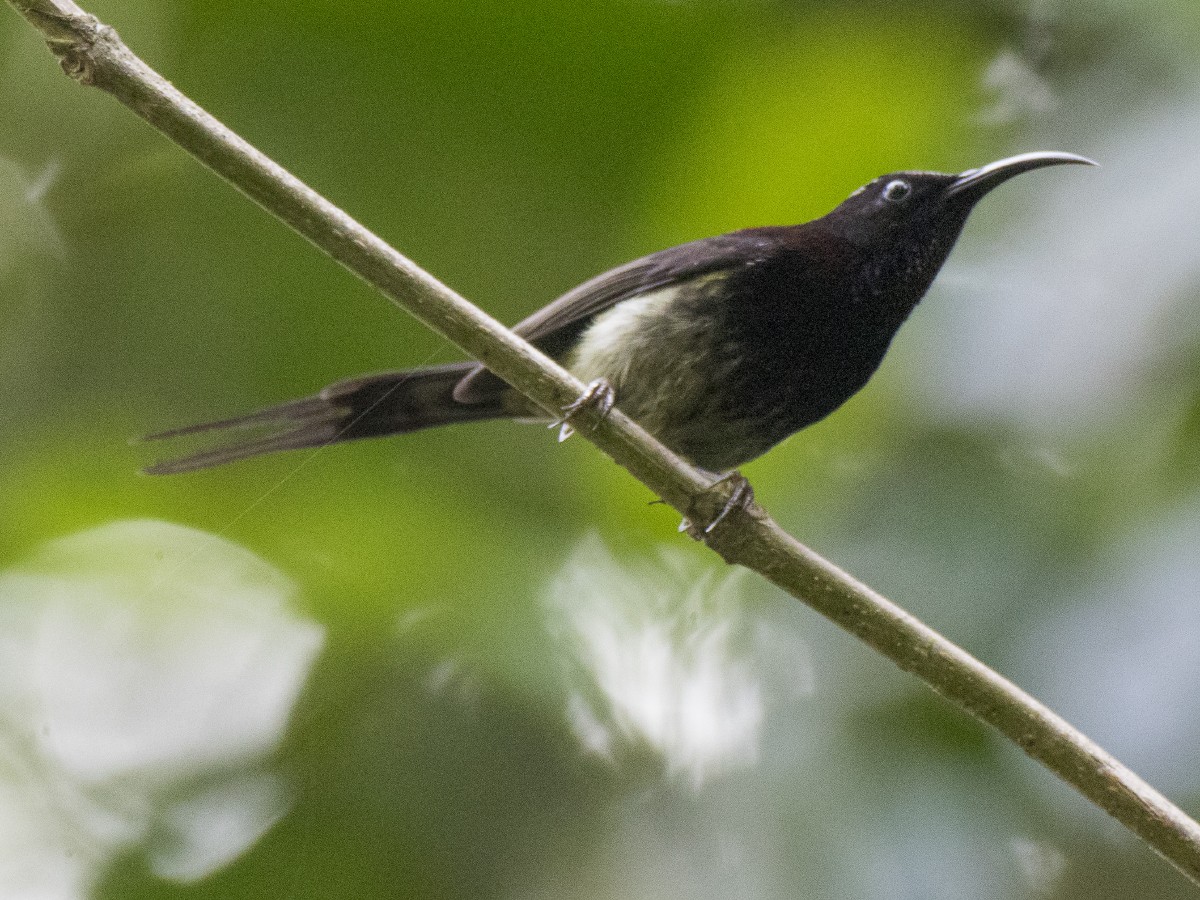 Black-throated Sunbird - ML627580358