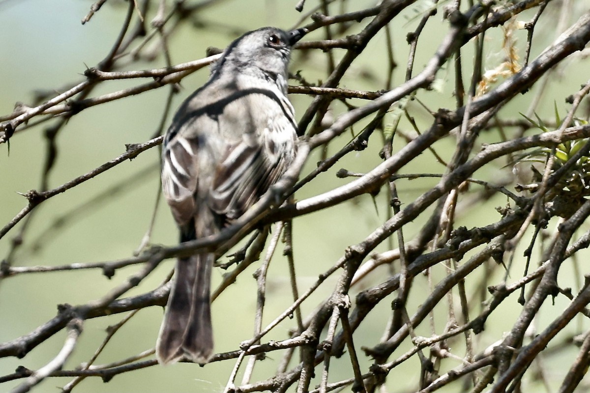 Suiriri Flycatcher - ML627580361