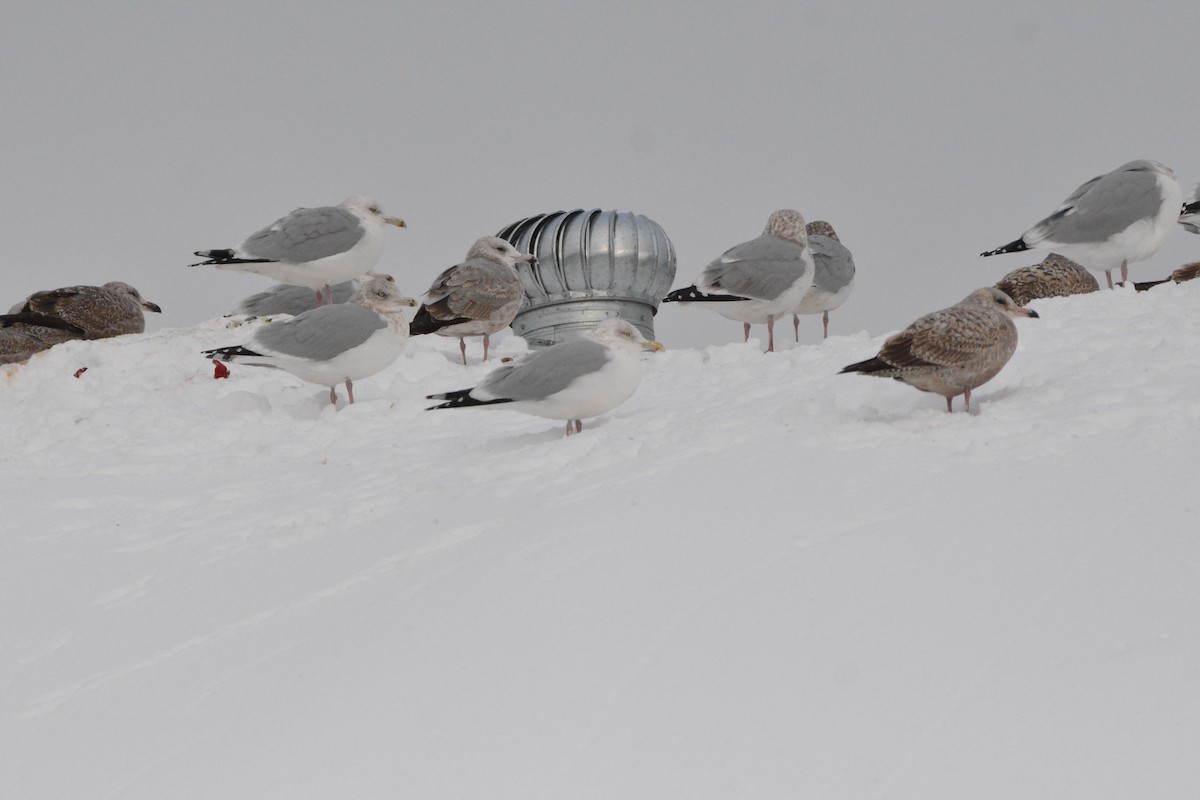 American Herring Gull - ML627580362