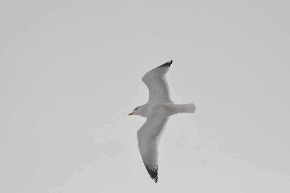 American Herring Gull - ML627580417