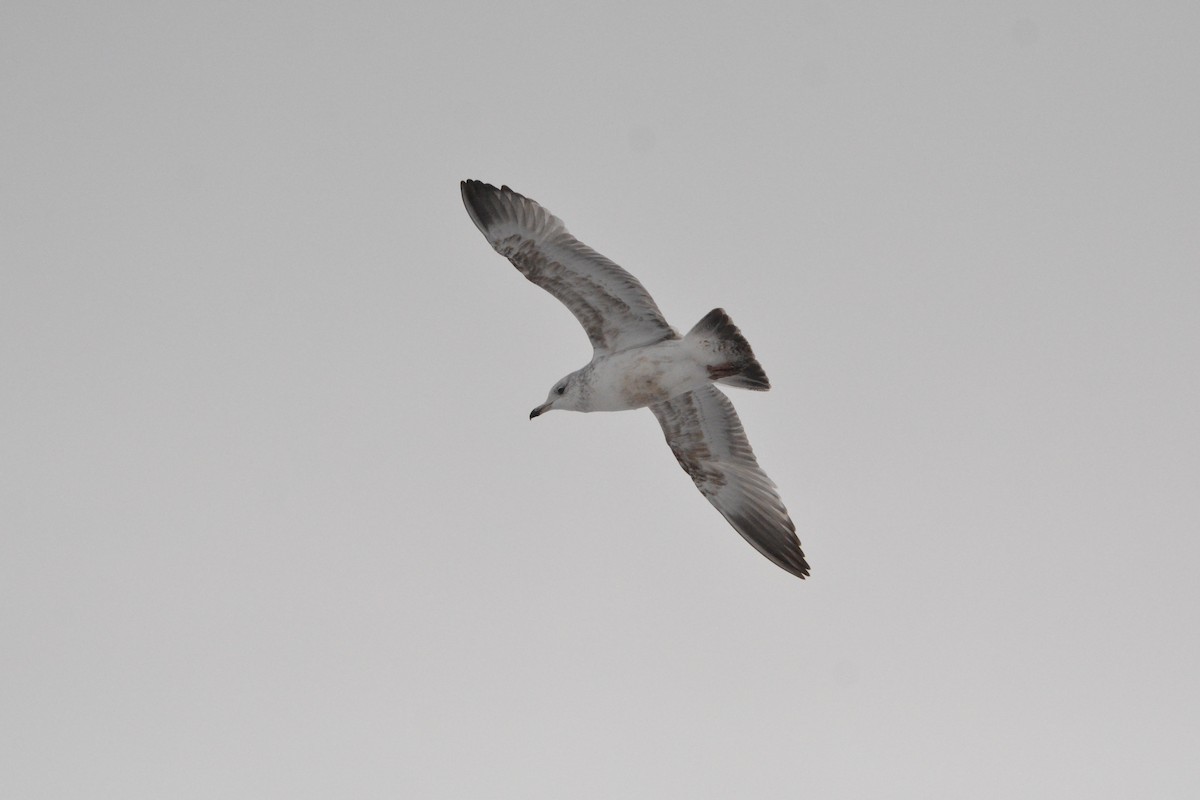 American Herring Gull - ML627580494