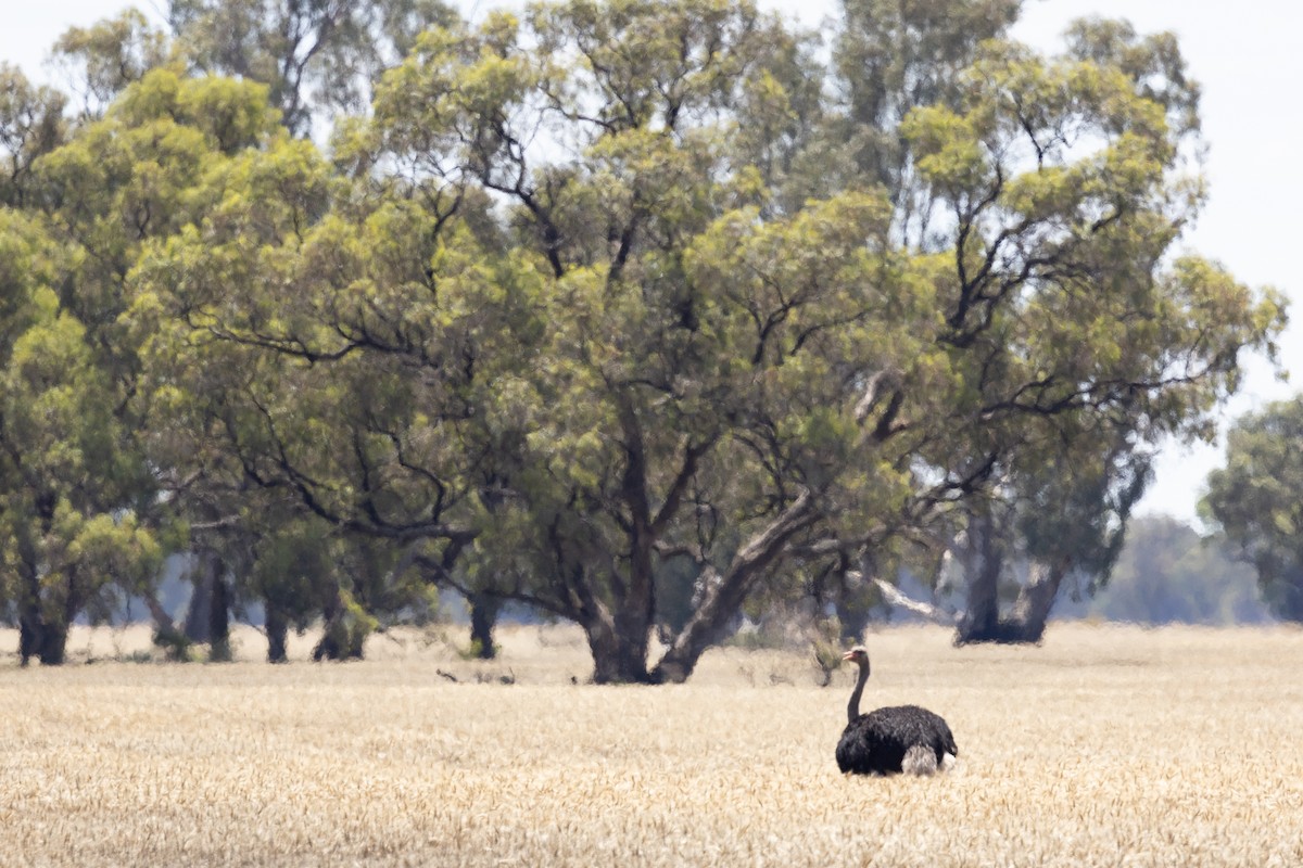 Common Ostrich - ML627580670