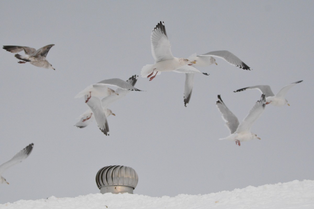 American Herring Gull - ML627580718
