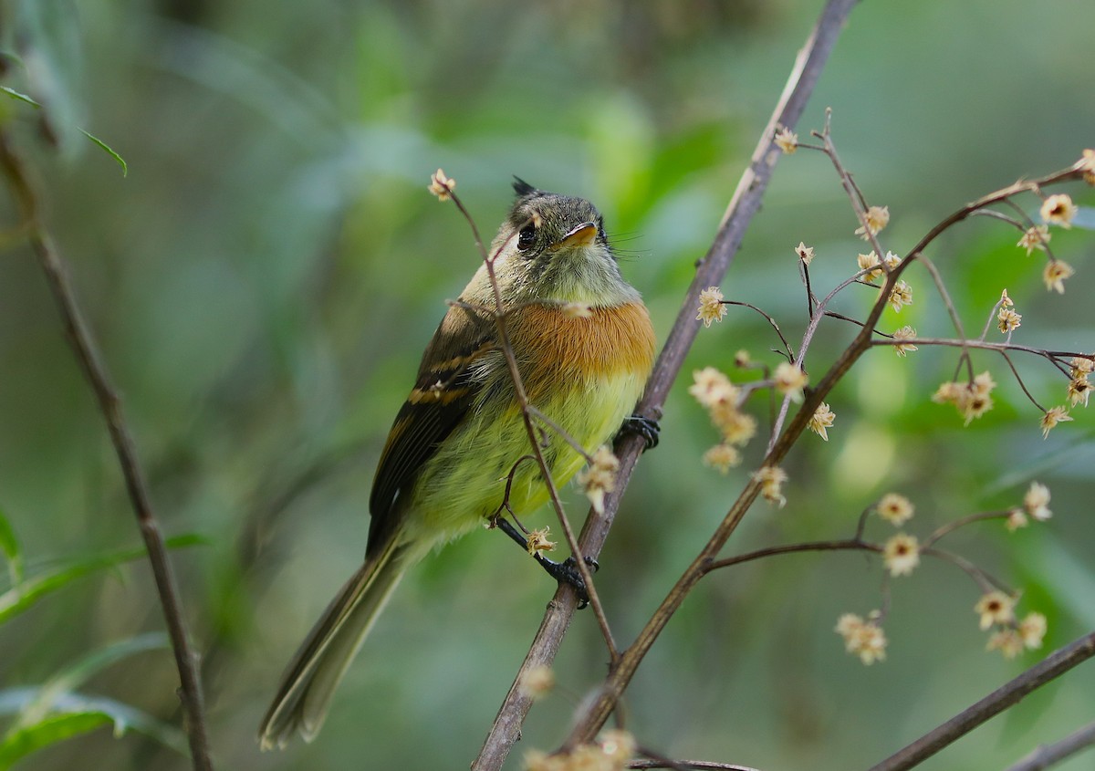 Belted Flycatcher - ML627580880