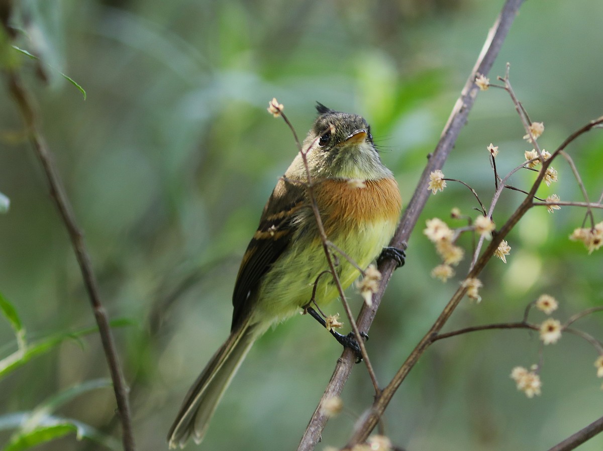 Belted Flycatcher - ML627580881