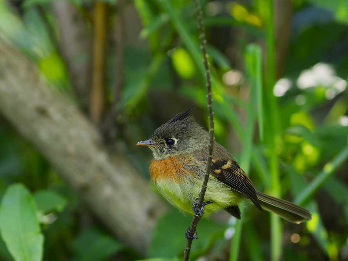 Belted Flycatcher - ML627580882