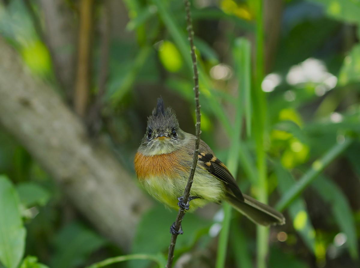 Belted Flycatcher - ML627580883