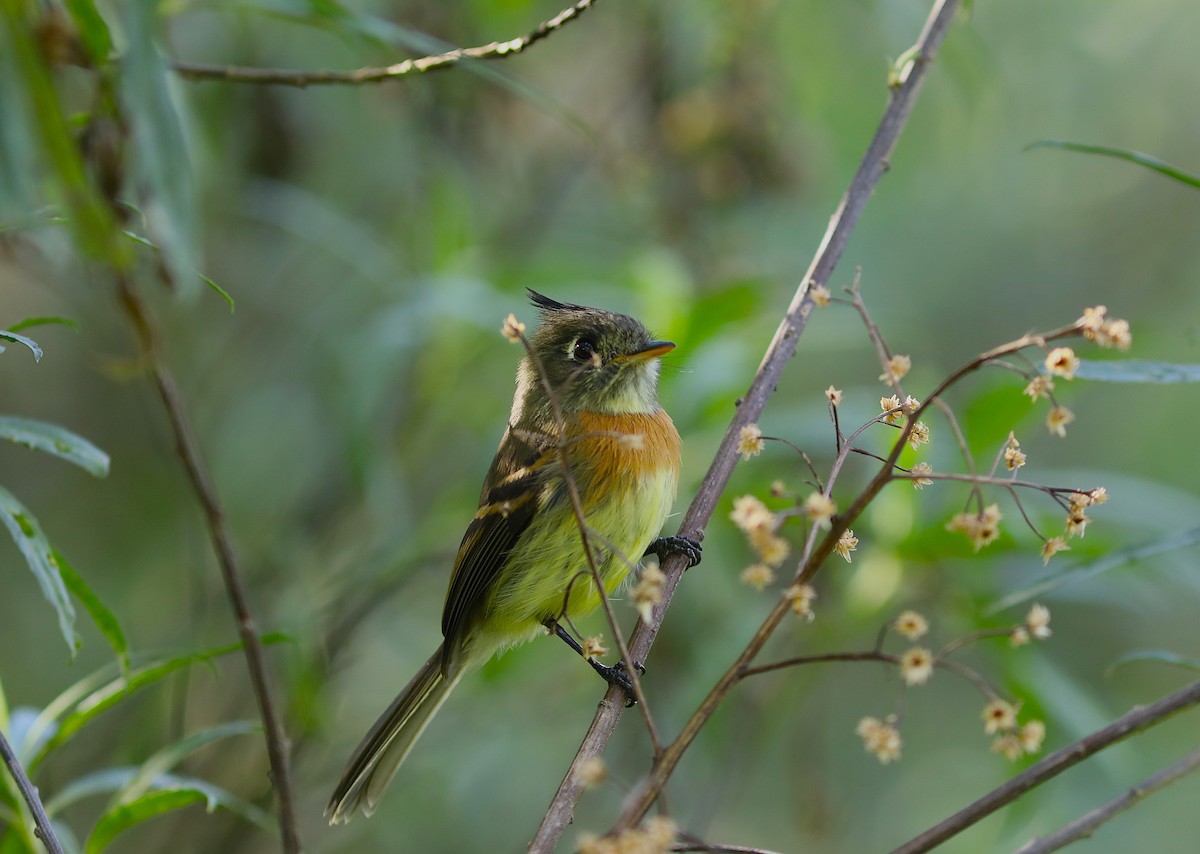 Belted Flycatcher - ML627580884