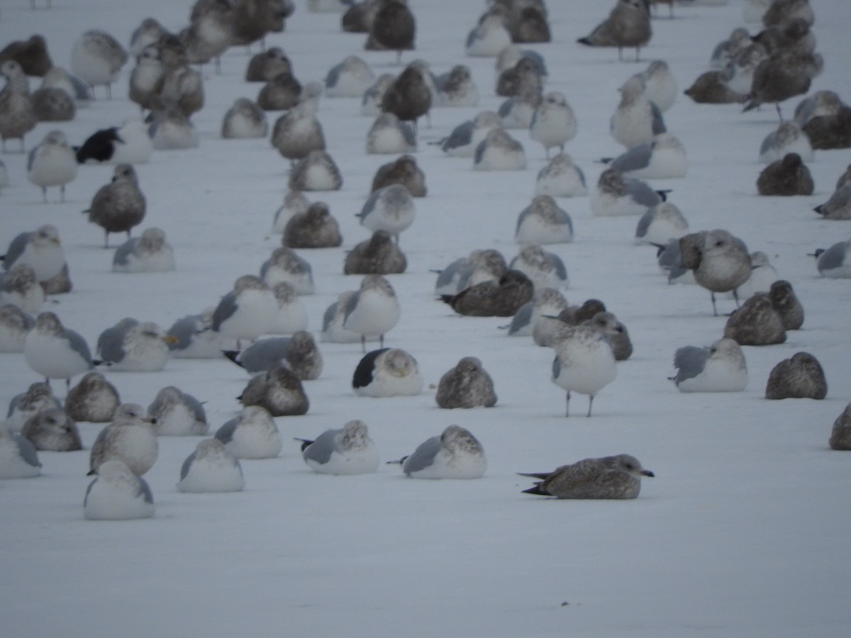 Slaty-backed Gull - ML627581084