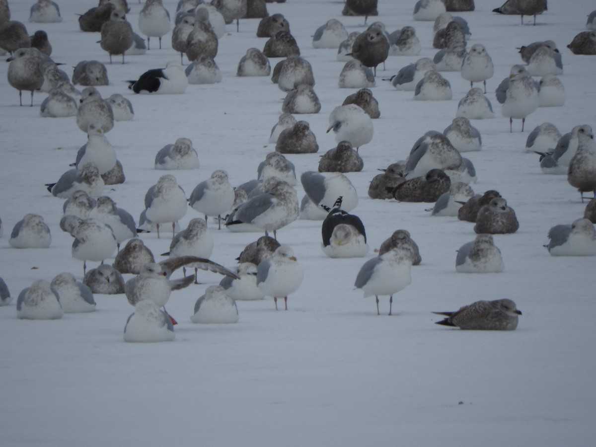 Slaty-backed Gull - ML627581085