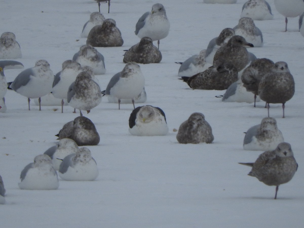 Slaty-backed Gull - ML627581086