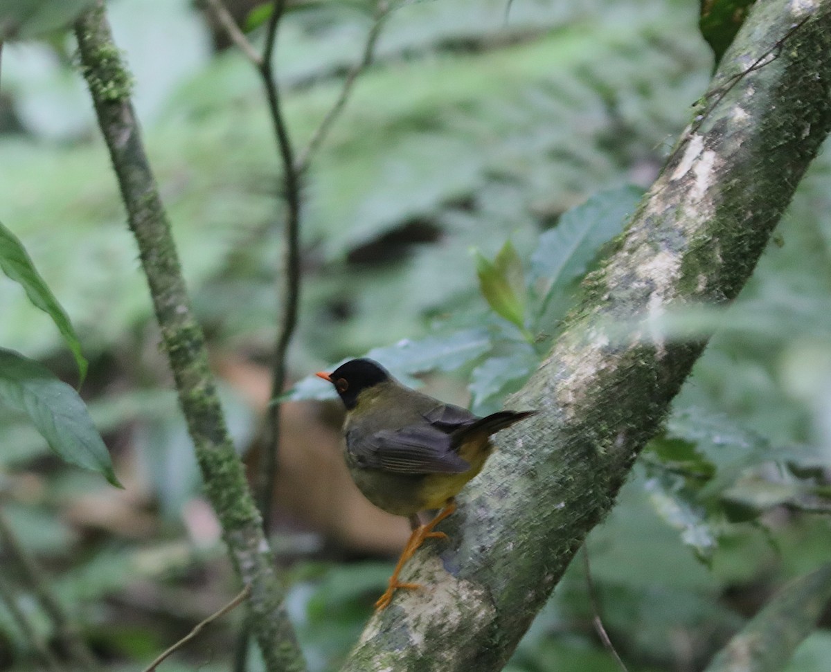 Yellow-throated Nightingale-Thrush - ML627581380