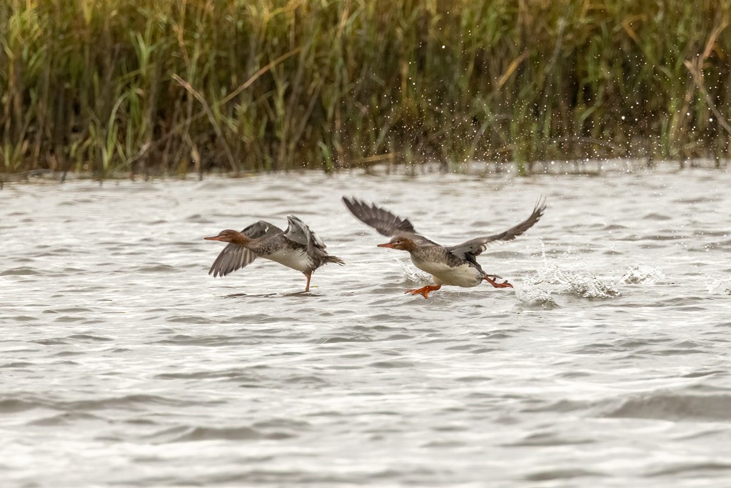 eBird Checklist - 15 Dec 2024 - St. Augustine, Florida, US (29.955, -81 ...