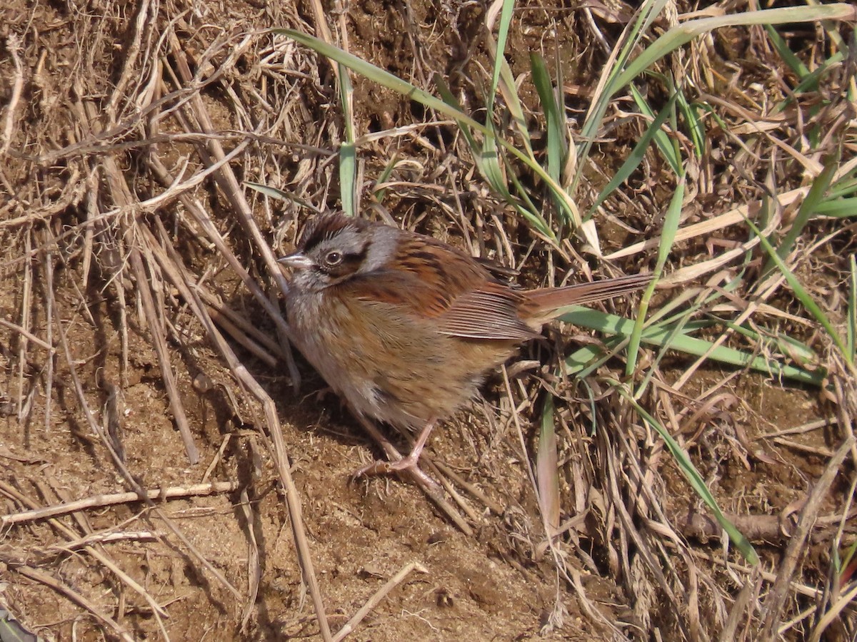 Swamp Sparrow - ML627581443