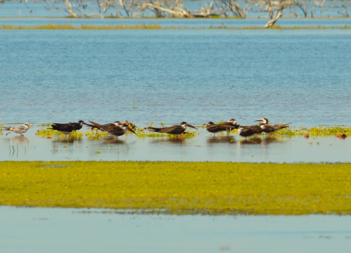 Black Skimmer - ML627581492