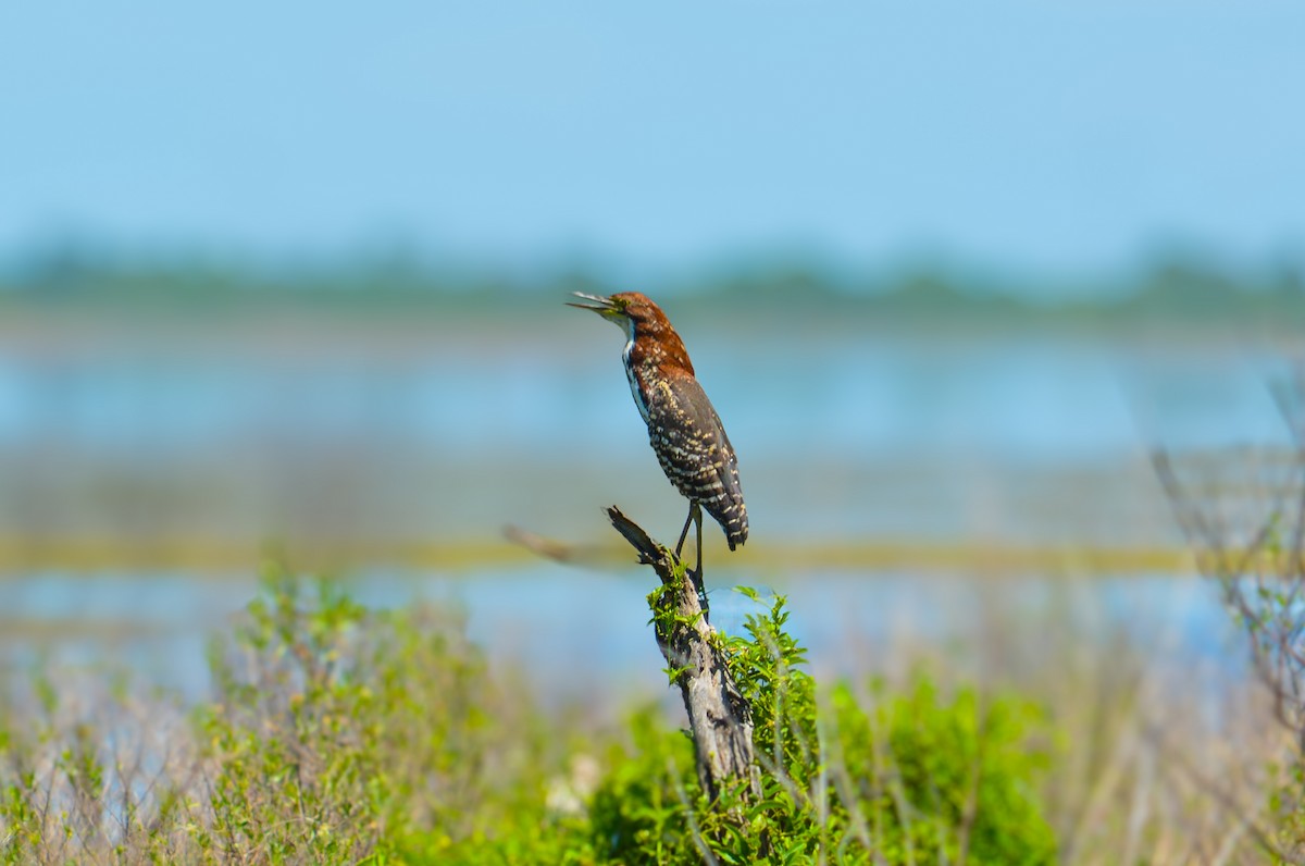 Rufescent Tiger-Heron - ML627581505