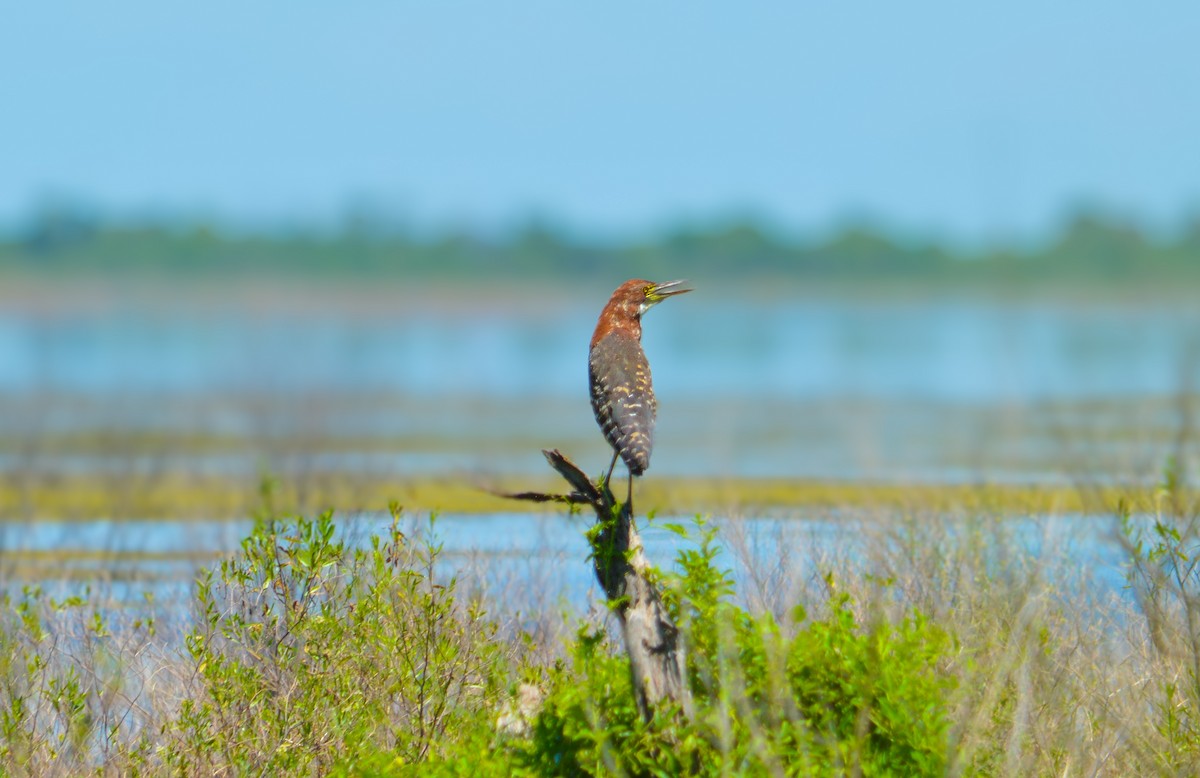 Rufescent Tiger-Heron - ML627581506