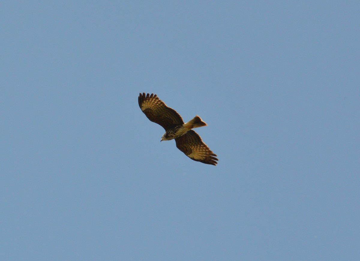 Snail Kite - ML627581521