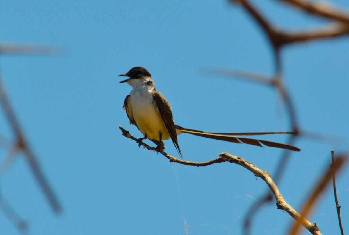 Fork-tailed Flycatcher - ML627581566