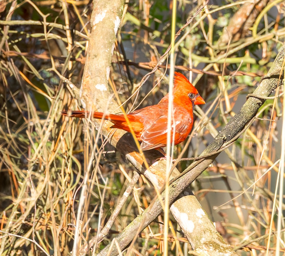 ショウジョウコウカンチョウ - ML627581609