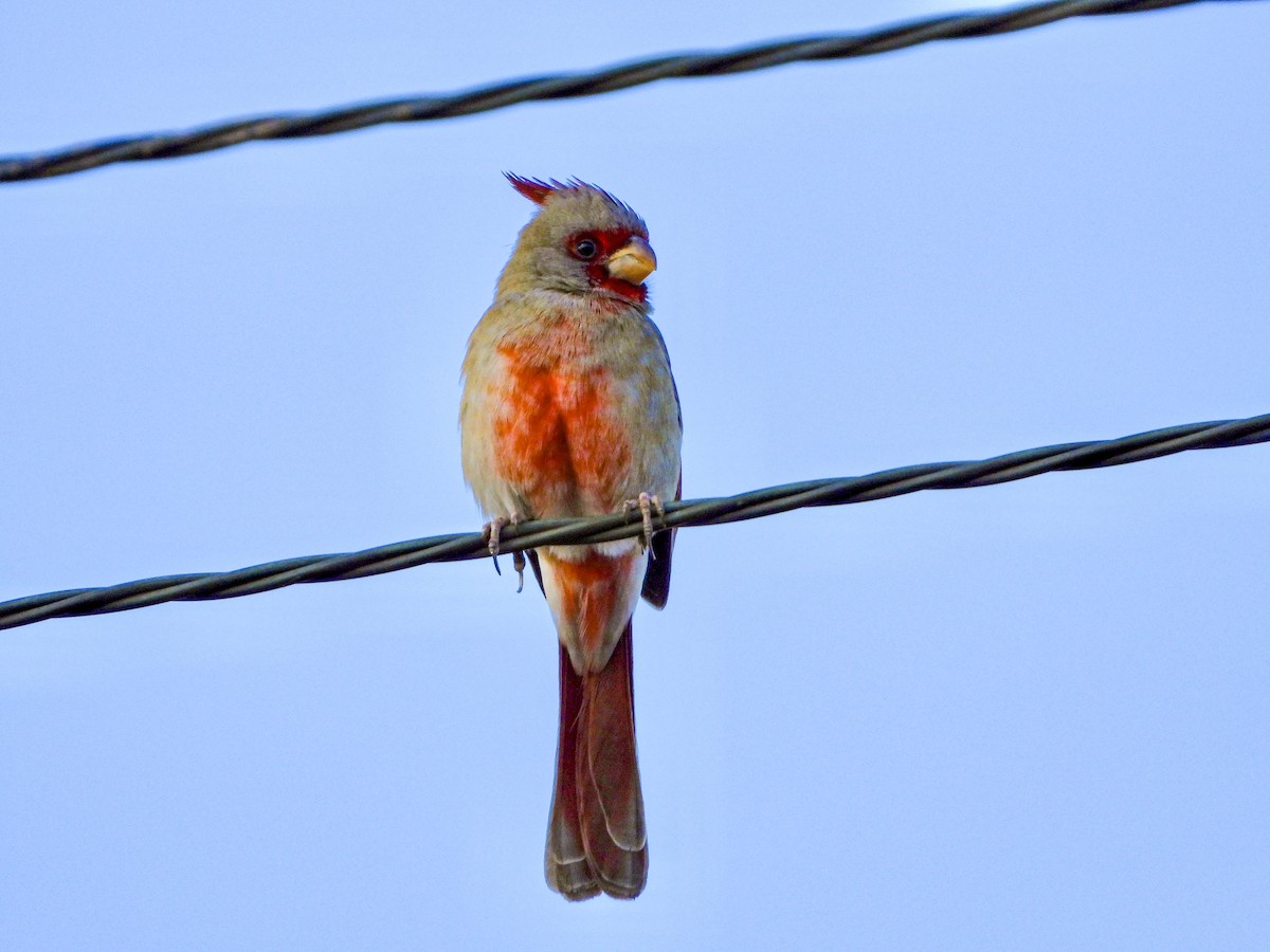 Cardinal pyrrhuloxia - ML627581828