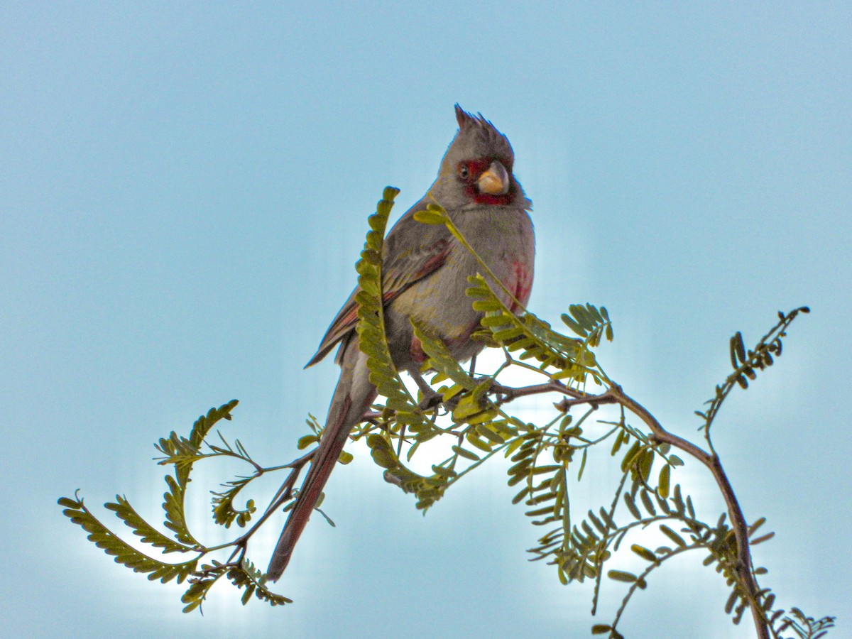 Cardinal pyrrhuloxia - ML627581829