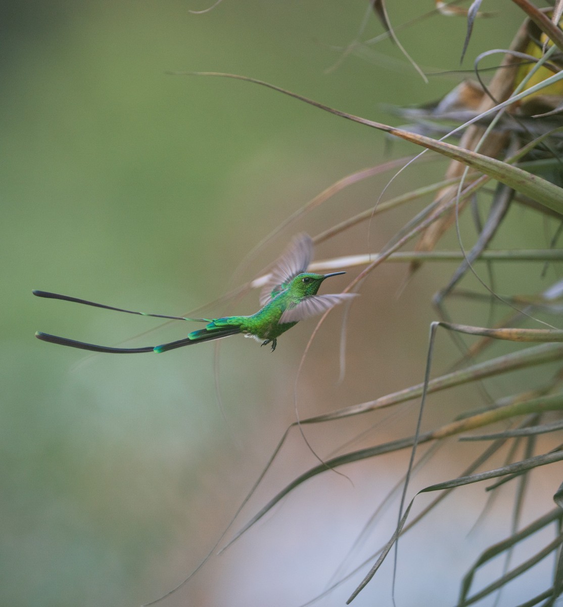 Green-tailed Trainbearer - ML627581842