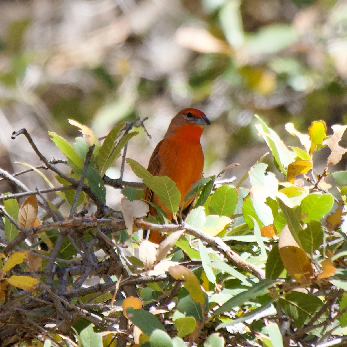 Hepatic Tanager - ML627581860
