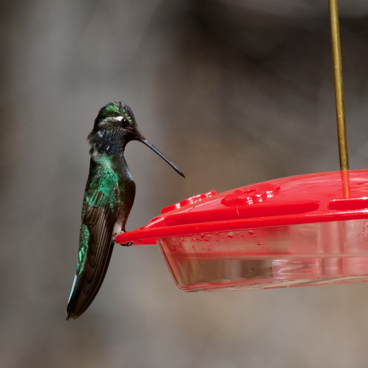 Rivoli's Hummingbird - ML627581873
