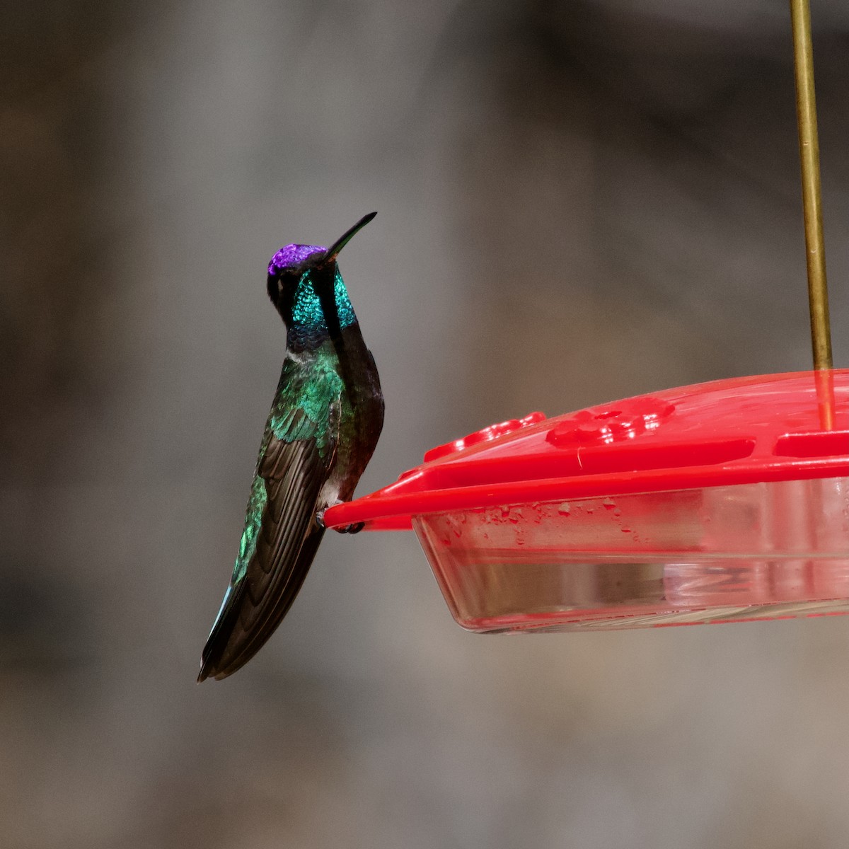 Rivoli's Hummingbird - ML627581874