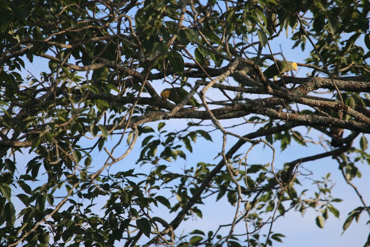 Yellow-faced Parrot - ML627581877