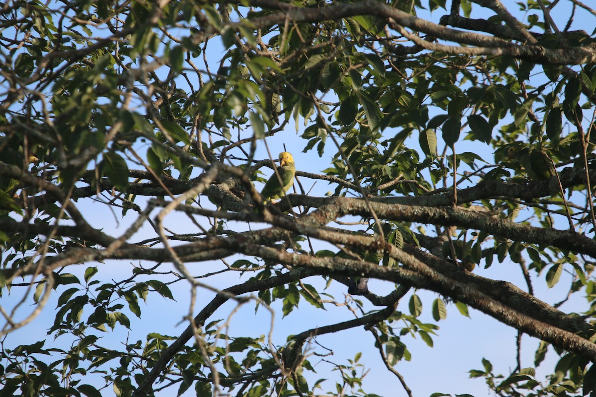 Yellow-faced Parrot - ML627581878