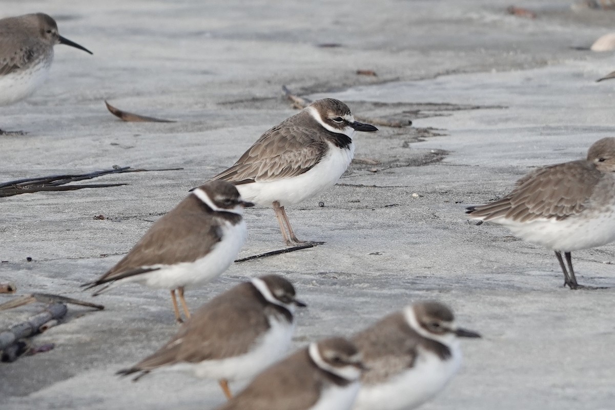 Wilson's Plover - ML627581931