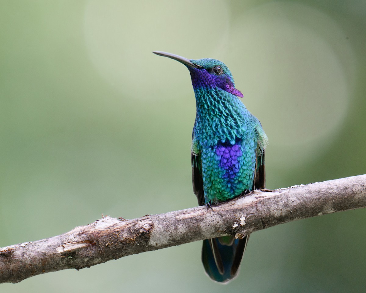 Sparkling Violetear - ML627581951