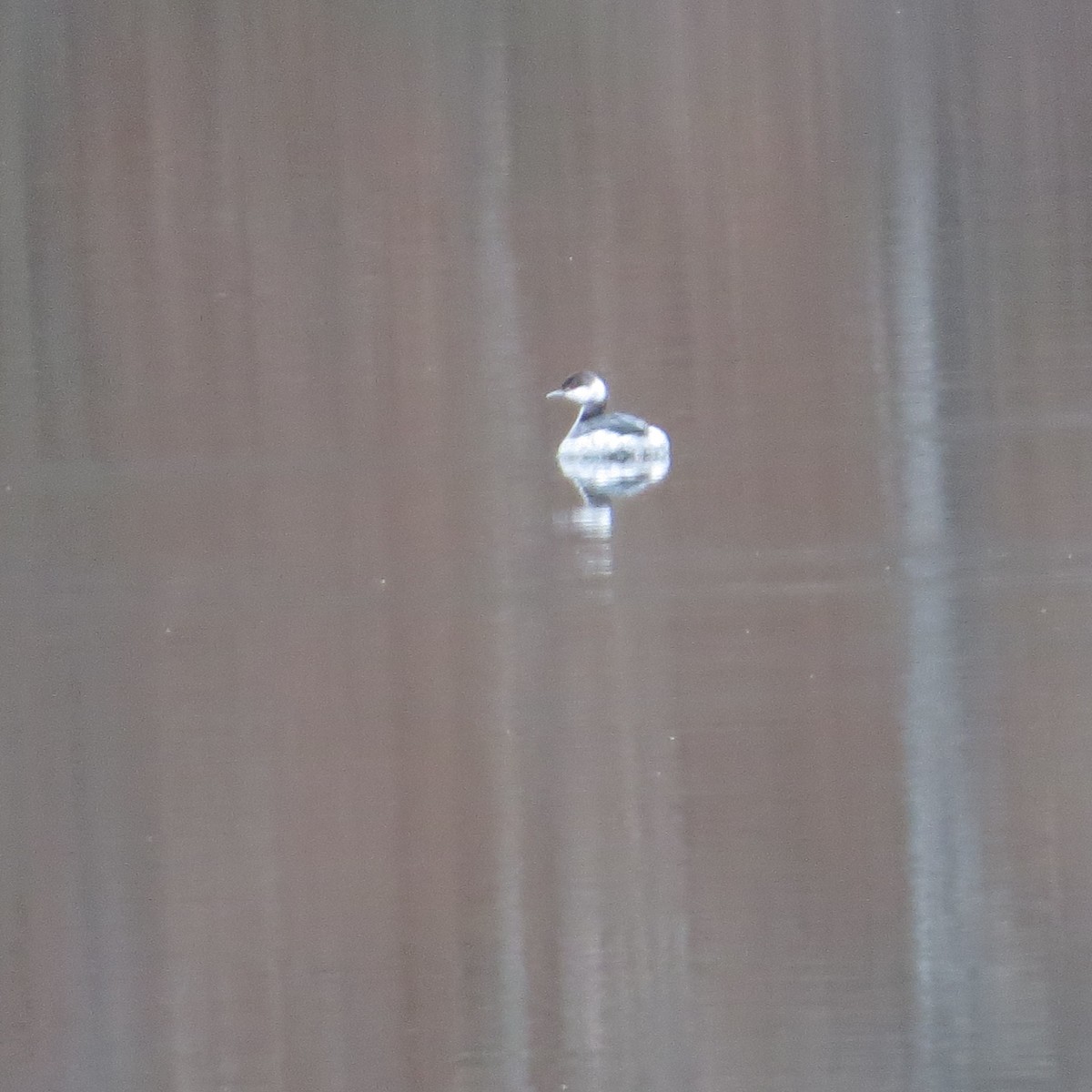 ミミカイツブリ - ML627582067