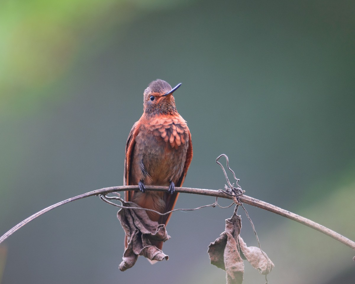 Shining Sunbeam - ML627582145