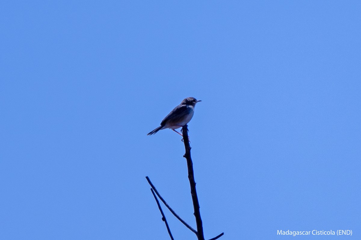 Madagascar Cisticola - ML627582523