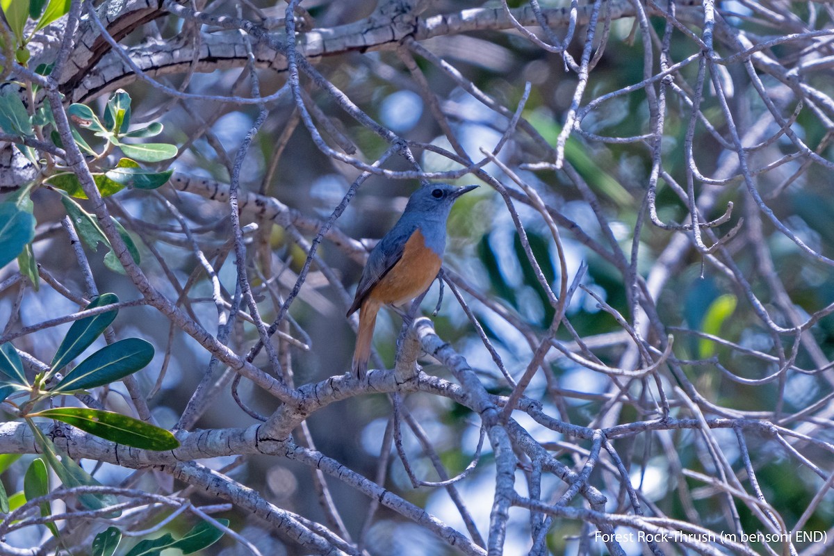 Forest Rock-Thrush (Benson's) - ML627582541