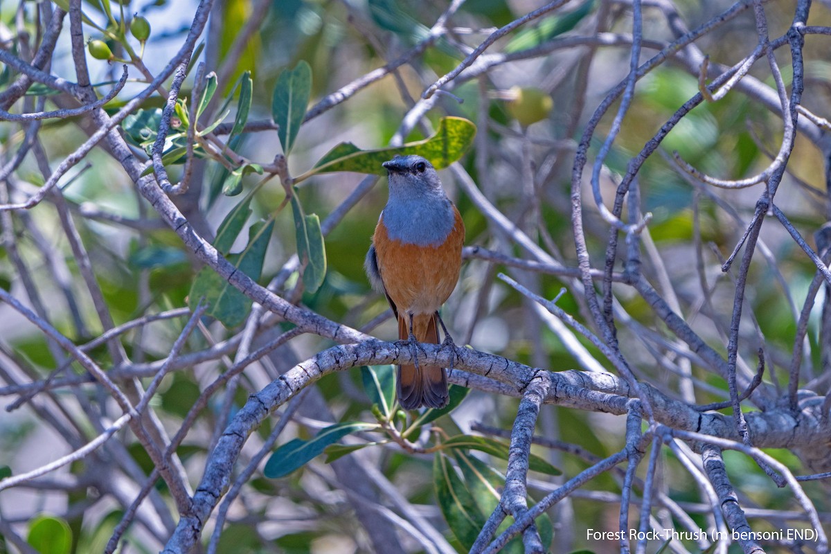 Forest Rock-Thrush (Benson's) - ML627582543