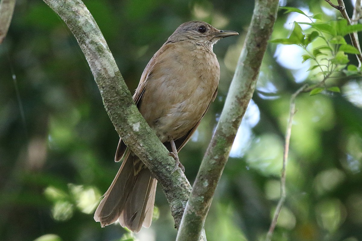 Pale-breasted Thrush - ML627582568