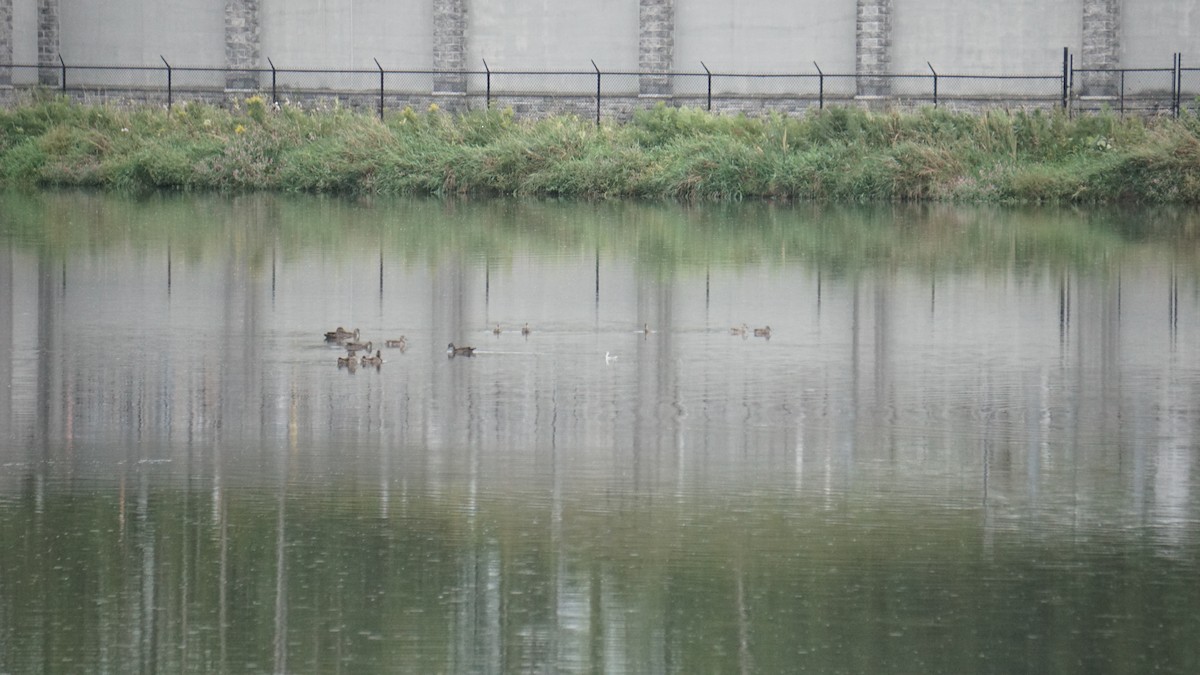 Falaropo beccosottile - ML627582687