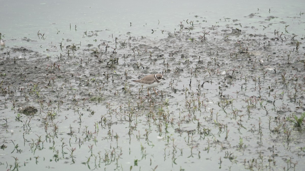 Semipalmated Plover - ML627582700