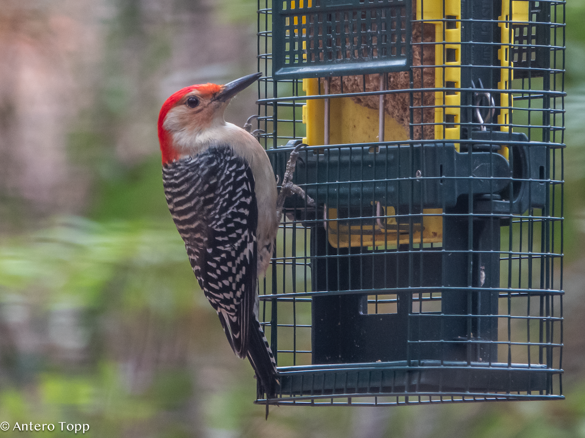 Red-bellied Woodpecker - ML627582721