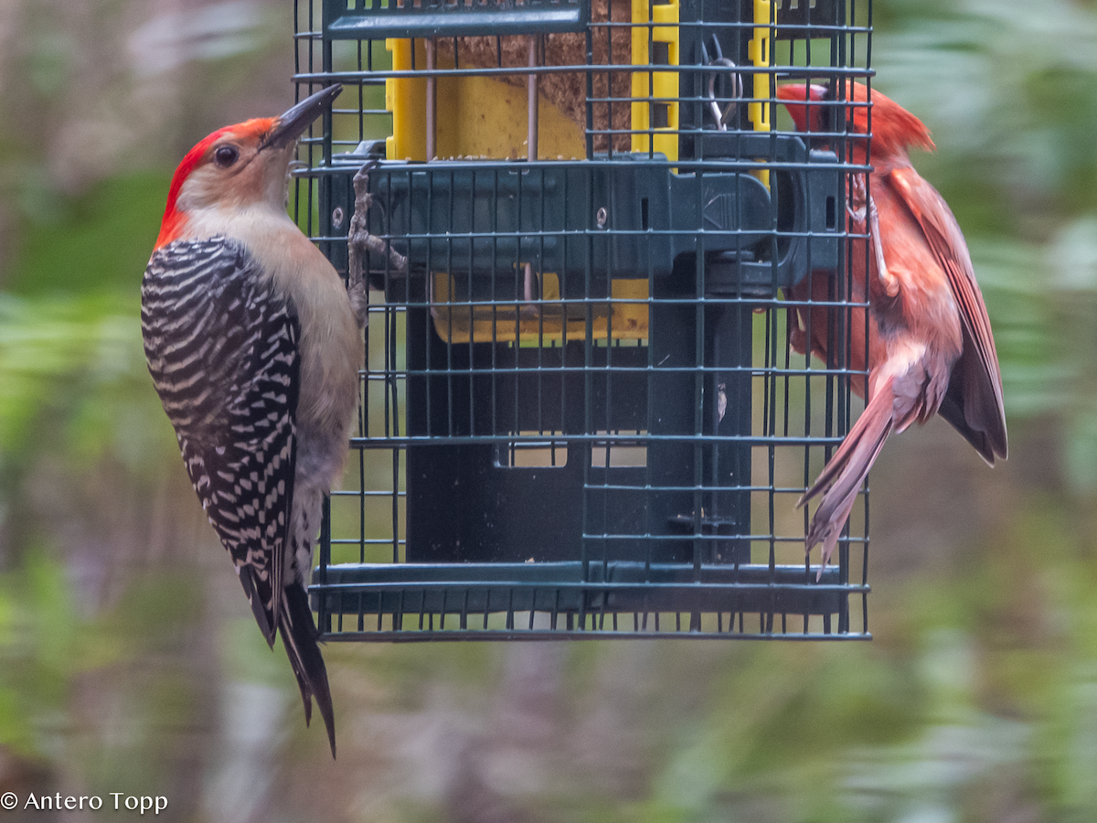 Red-bellied Woodpecker - ML627582722