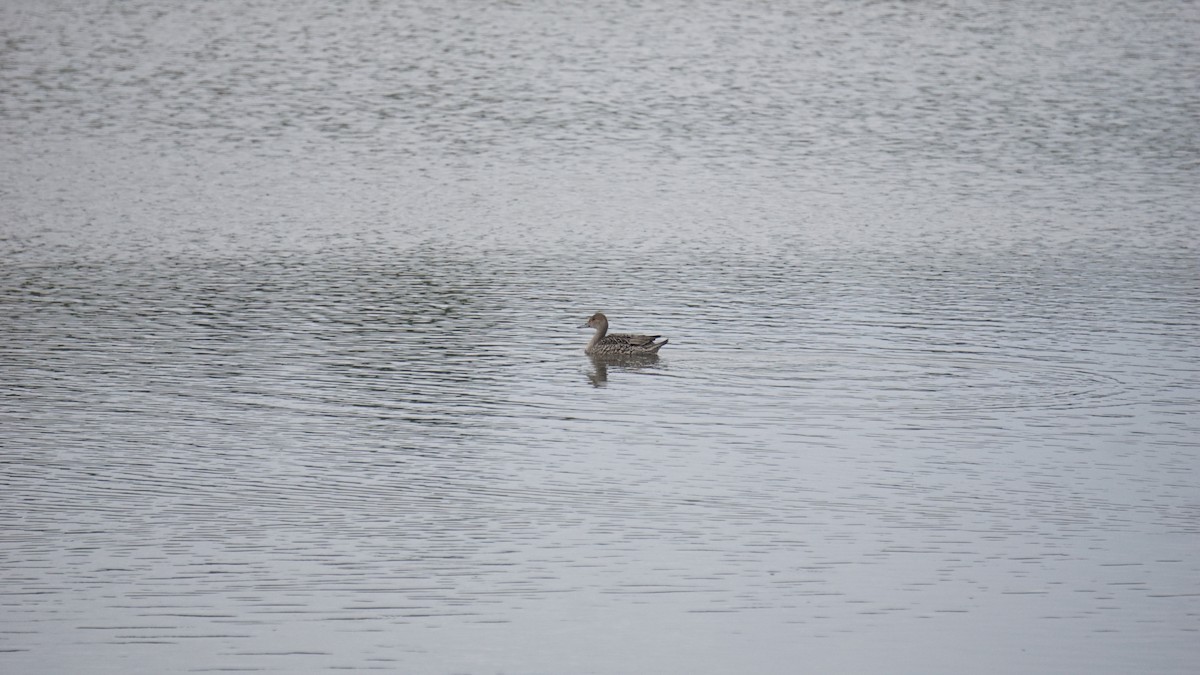 Codone - ML627582783