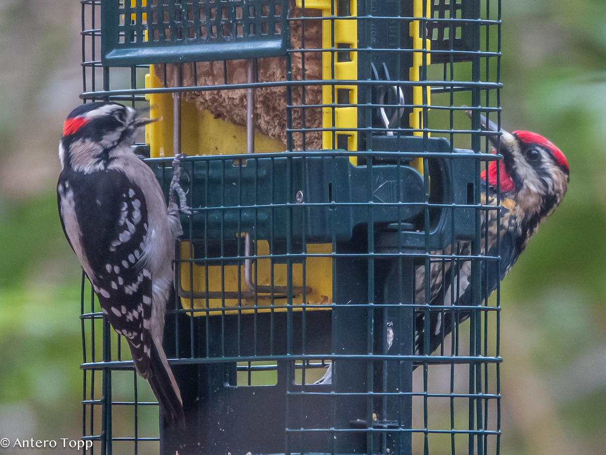 Downy Woodpecker - ML627582876