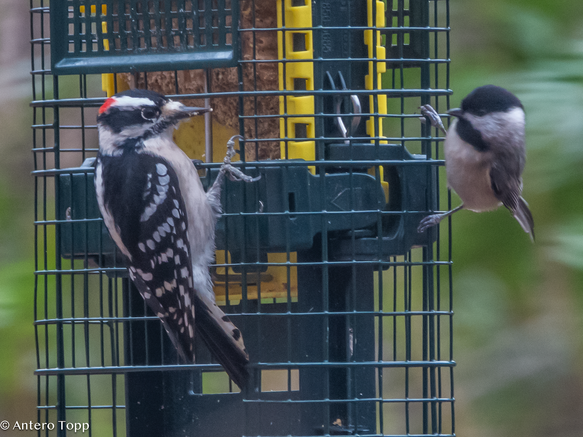 Downy Woodpecker - ML627582877