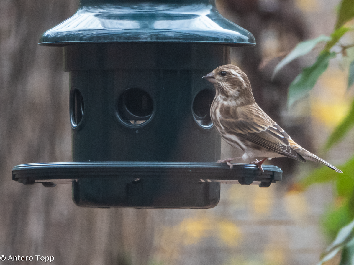 Purple Finch - ML627582895