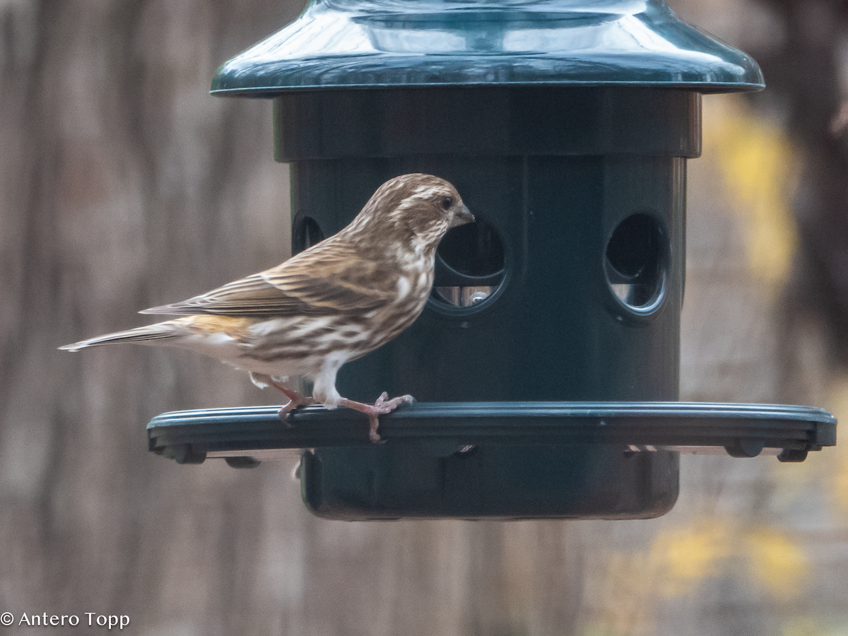 Purple Finch - ML627582896