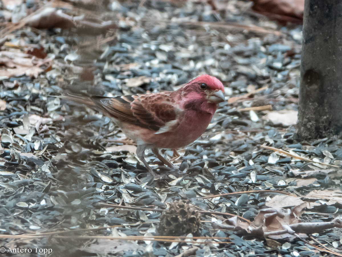 Purple Finch - ML627582898